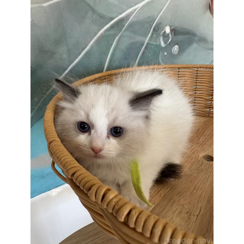 販売中の大阪府のラグドール-132919の8枚目