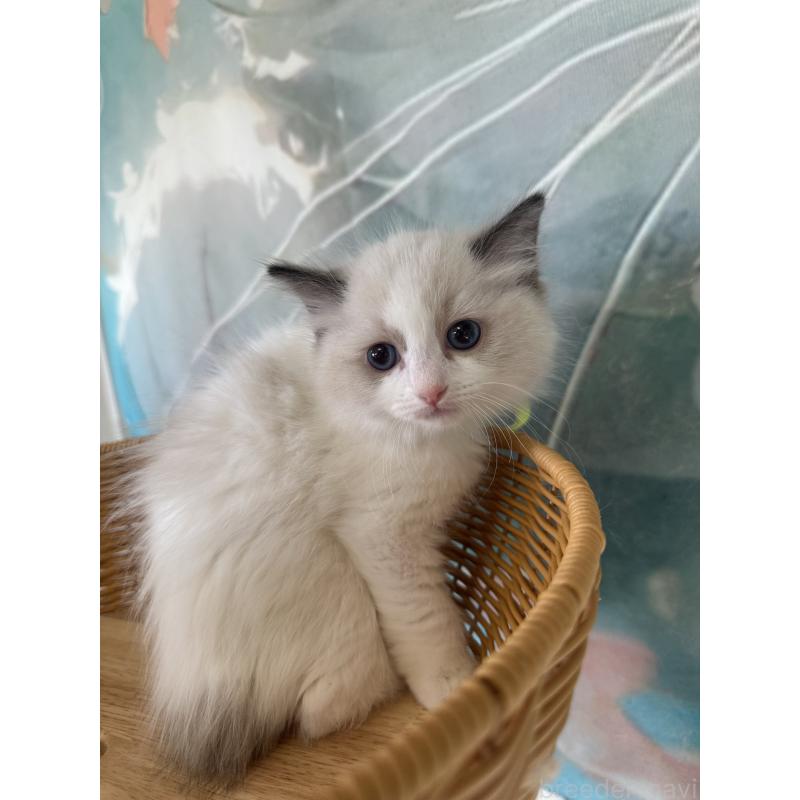 販売中の大阪府のラグドール-132919の7枚目