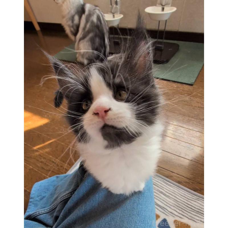 販売中の岡山県のメインクーン-132920の5枚目