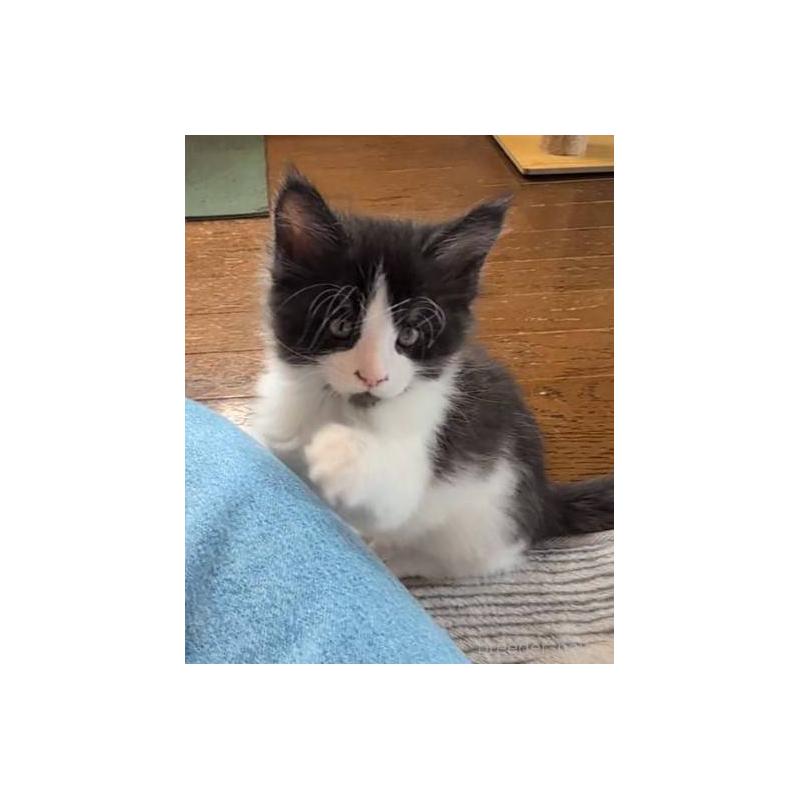 販売中の岡山県のメインクーン-132920の6枚目