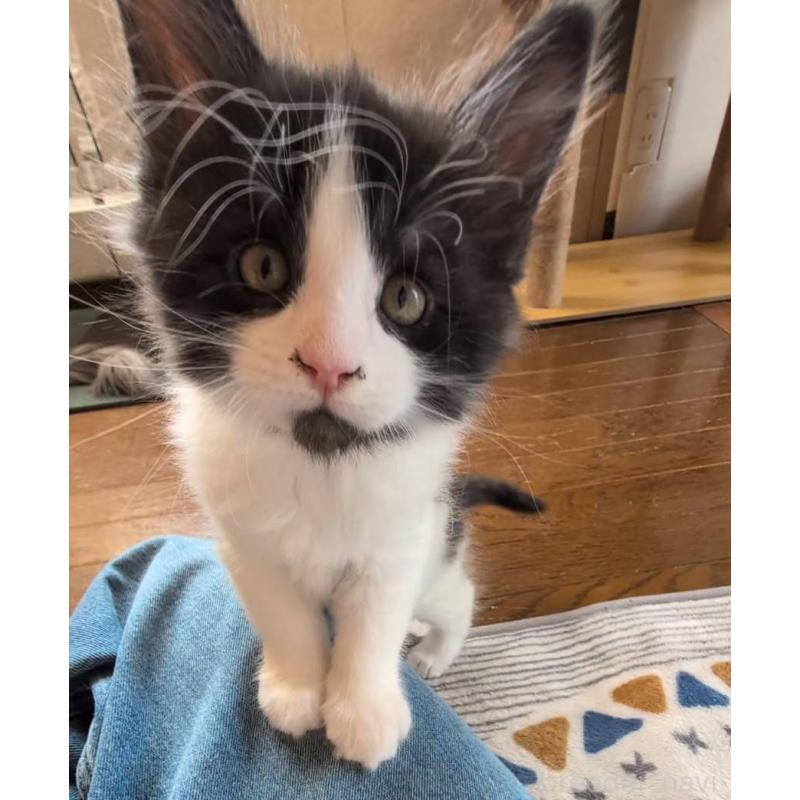 販売中の岡山県のメインクーン-132920の4枚目