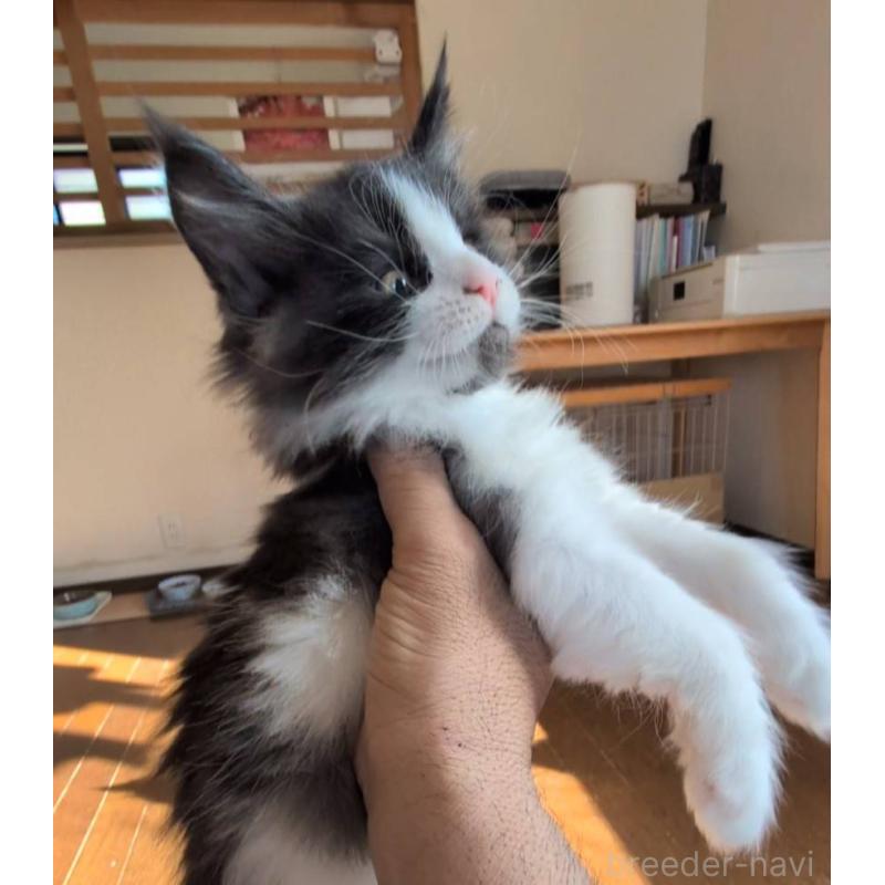 販売中の岡山県のメインクーン-132920の2枚目