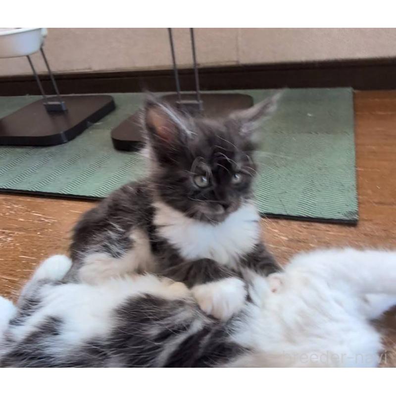 販売中の岡山県のメインクーン-132921の6枚目