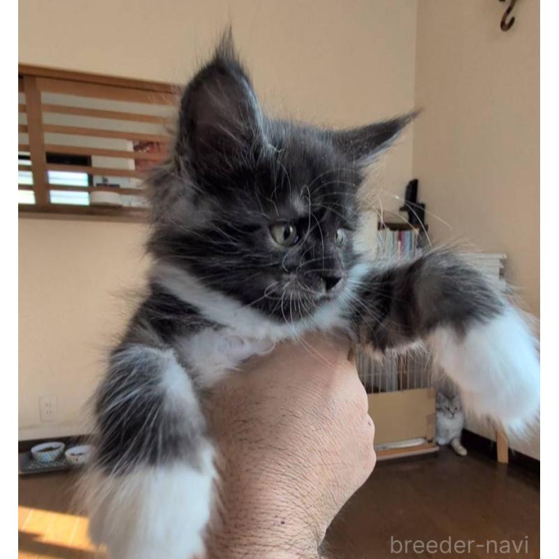 販売中の岡山県のメインクーン-132921の5枚目