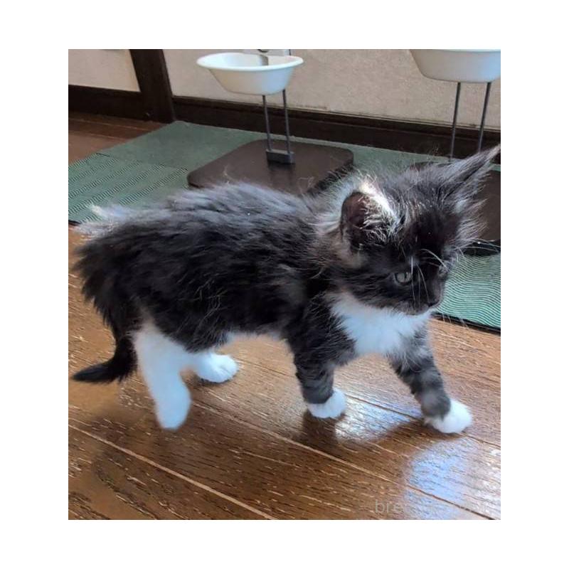 販売中の岡山県のメインクーン-132921の4枚目