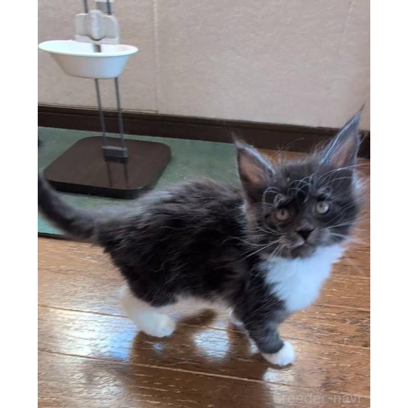 販売中の岡山県のメインクーン-132921の3枚目