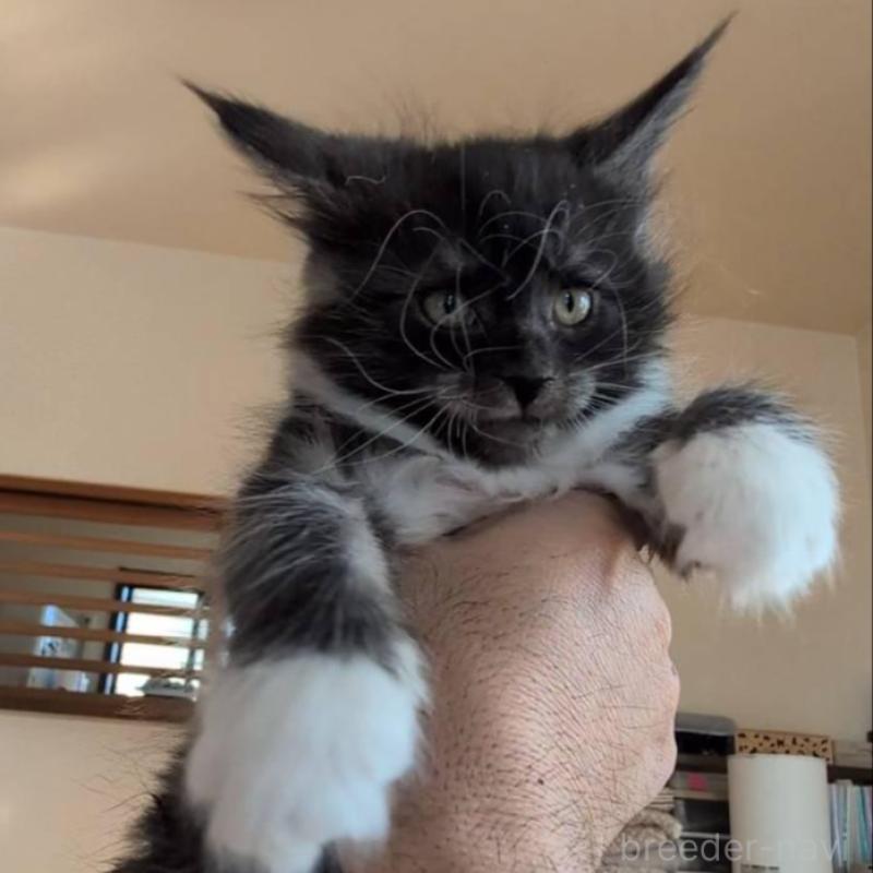 販売中の岡山県のメインクーン-132921