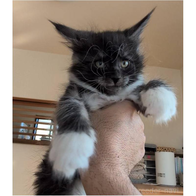 販売中の岡山県のメインクーン-132921の2枚目