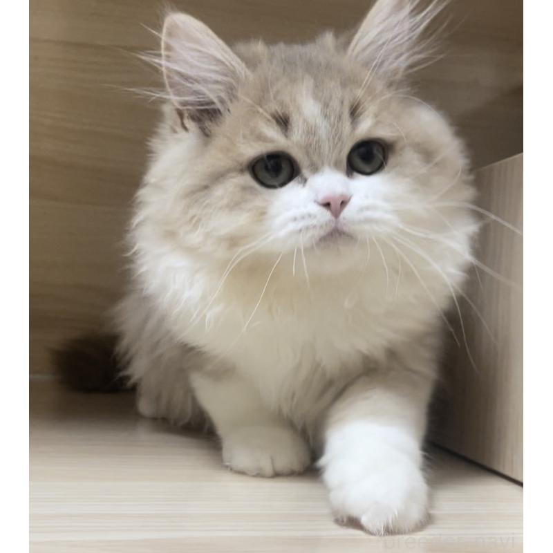 販売中の愛知県のミヌエット-128027の11枚目