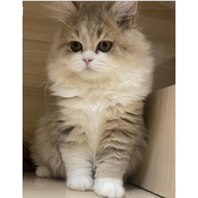 販売中の愛知県のミヌエット-128027の10枚目