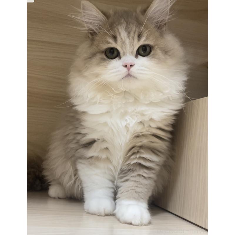 販売中の愛知県のミヌエット-128027の9枚目