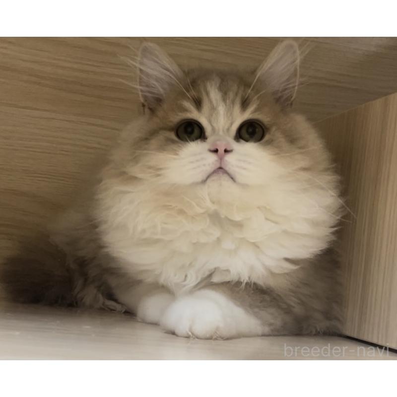 販売中の愛知県のミヌエット-128027の8枚目