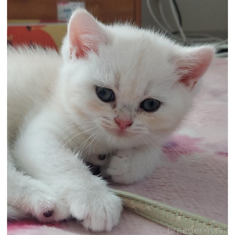 販売中の愛知県のブリティッシュショートヘア-130904の3枚目