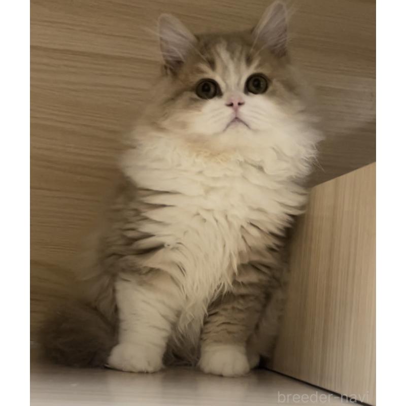 販売中の愛知県のミヌエット-128027の7枚目