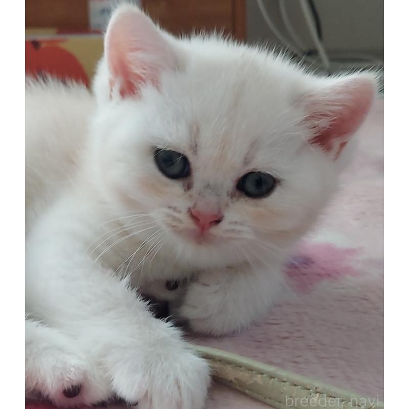 販売中の愛知県のブリティッシュショートヘア-130904の2枚目