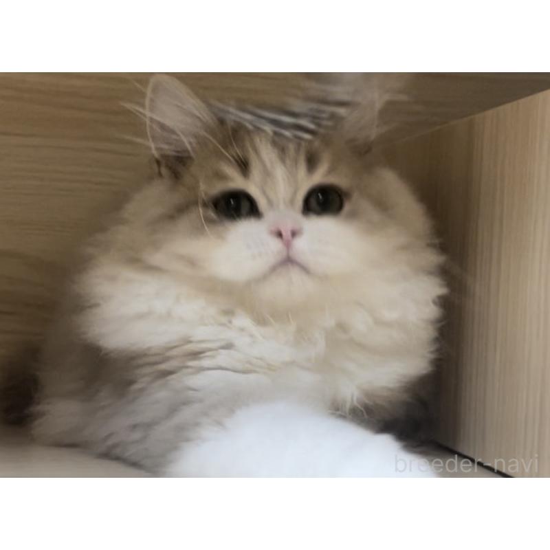 販売中の愛知県のミヌエット-128027の6枚目