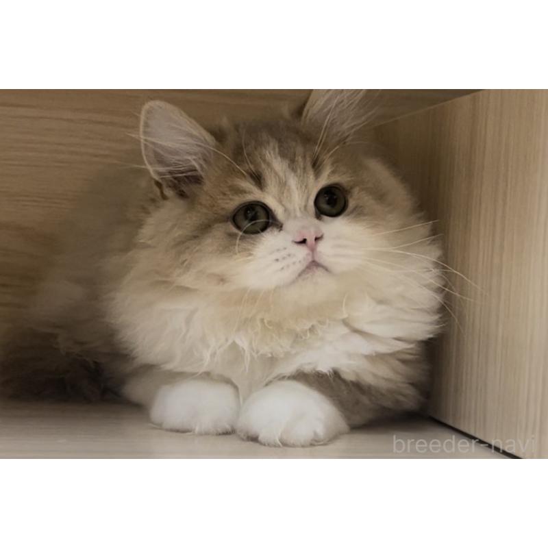 販売中の愛知県のミヌエット-128027の5枚目