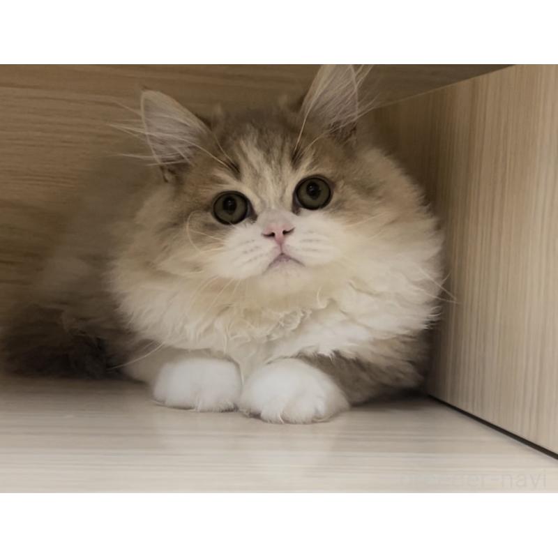 販売中の愛知県のミヌエット-128027の3枚目