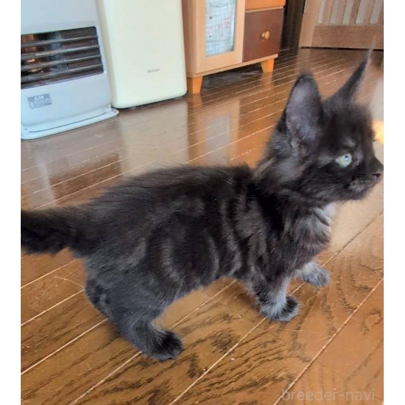 販売中の岡山県のメインクーン-132922の4枚目