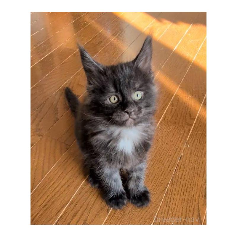 販売中の岡山県のメインクーン-132922の3枚目