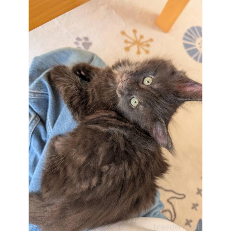 販売中の岡山県のメインクーン-132922の2枚目