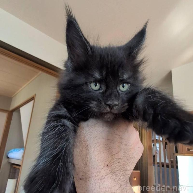 販売中の岡山県のメインクーン-132922