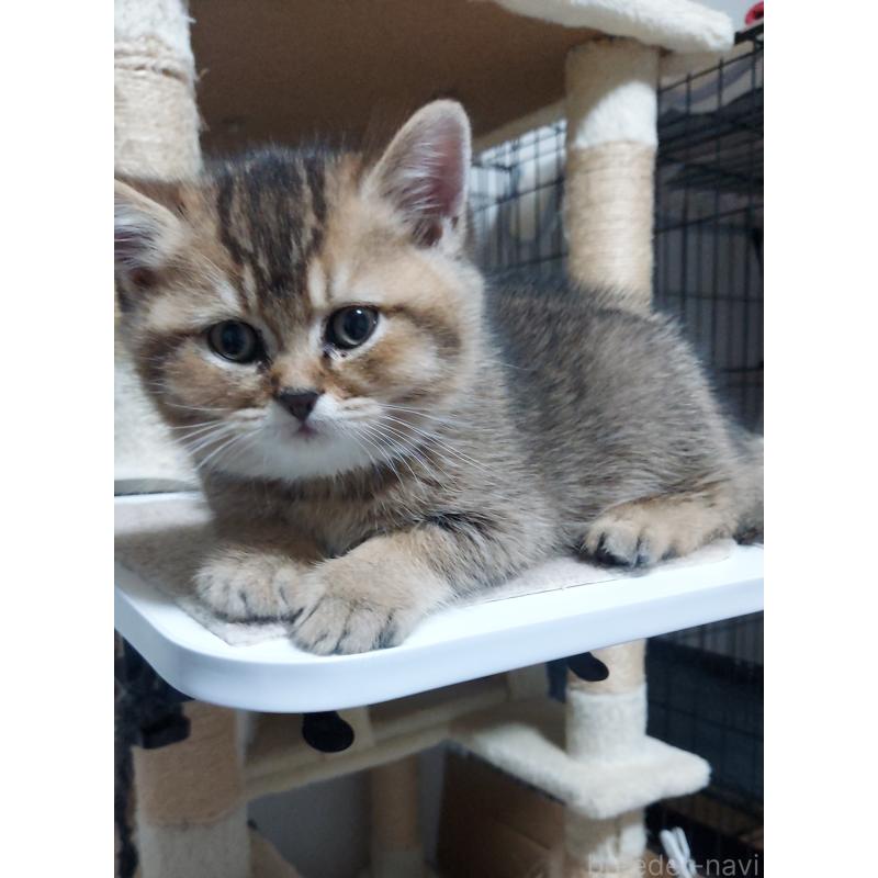 販売中の愛知県のブリティッシュショートヘア-130903の4枚目