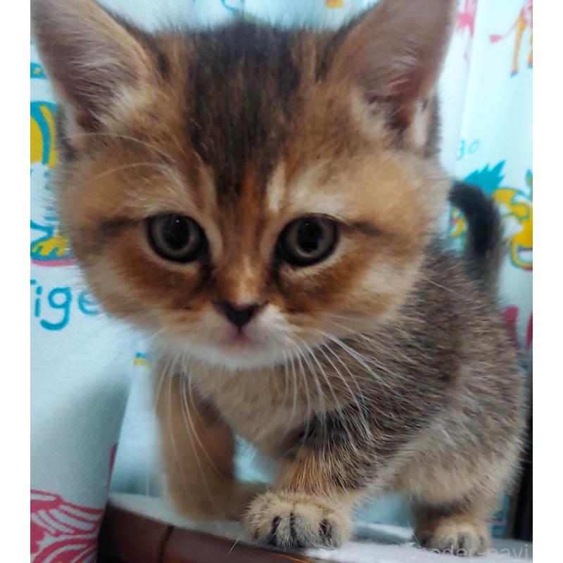 販売中の愛知県のブリティッシュショートヘア-130903の3枚目