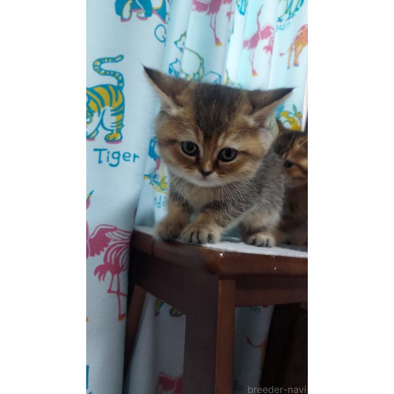 販売中の愛知県のブリティッシュショートヘア-130903の2枚目