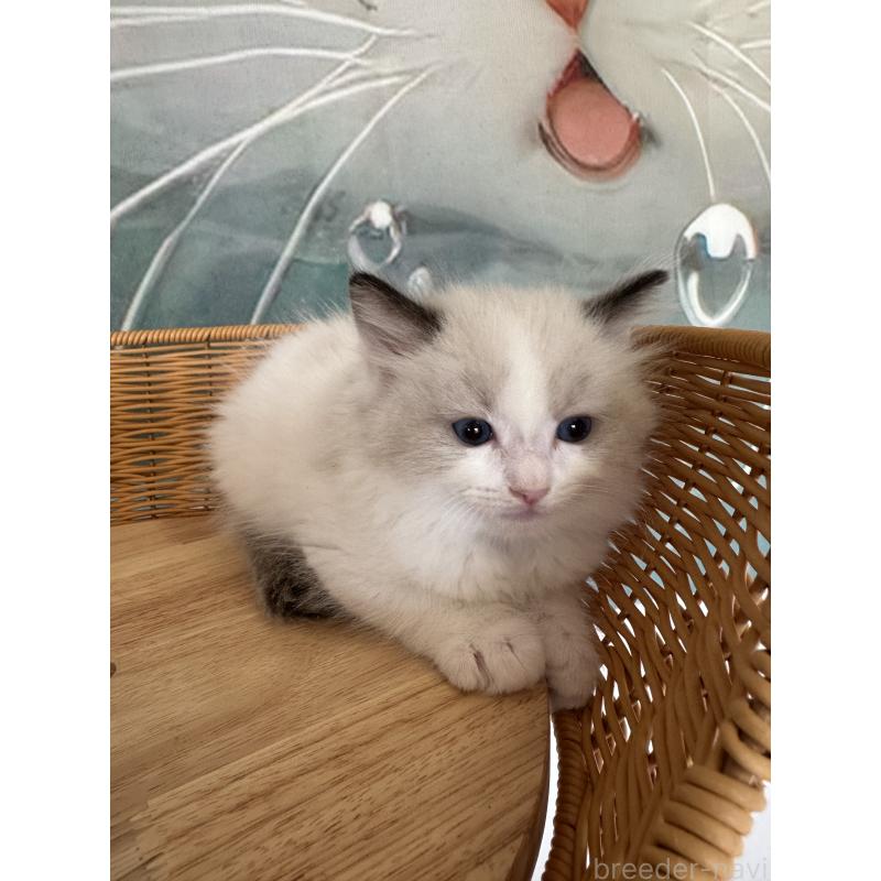 販売中の大阪府のラグドール-132923の8枚目