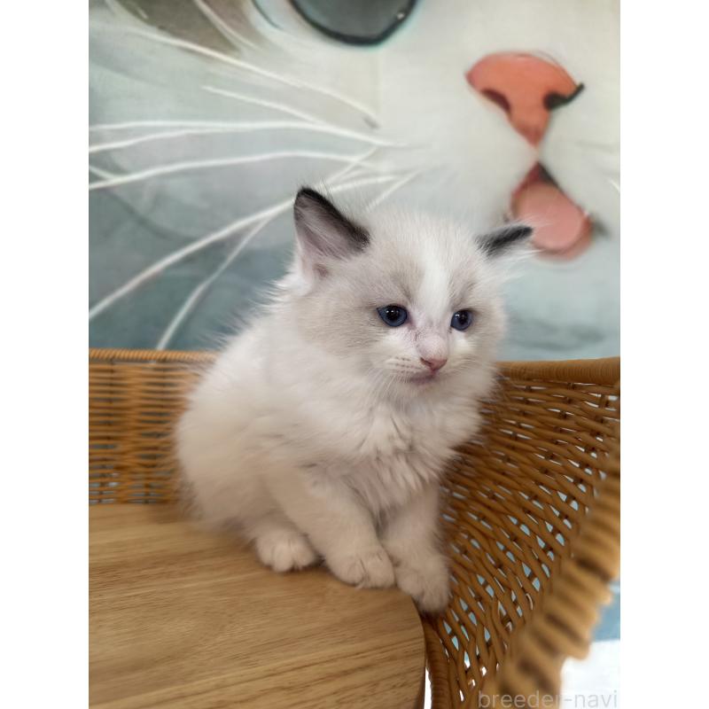 販売中の大阪府のラグドール-132923の6枚目