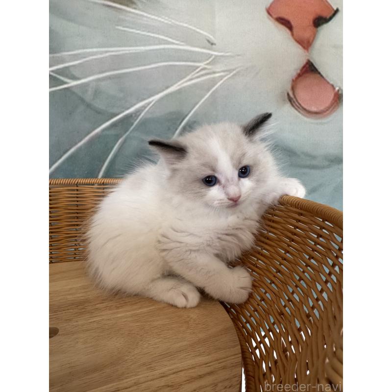 販売中の大阪府のラグドール-132923の5枚目