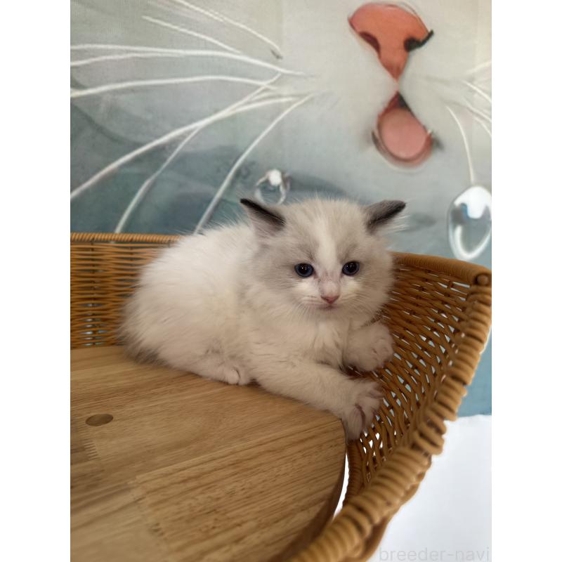 販売中の大阪府のラグドール-132923の4枚目