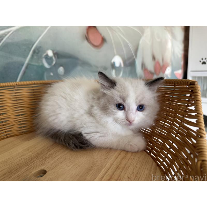 販売中の大阪府のラグドール-132923の3枚目