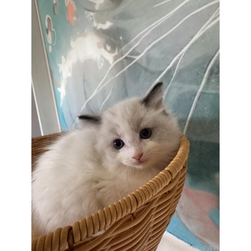 販売中の大阪府のラグドール-132923の2枚目