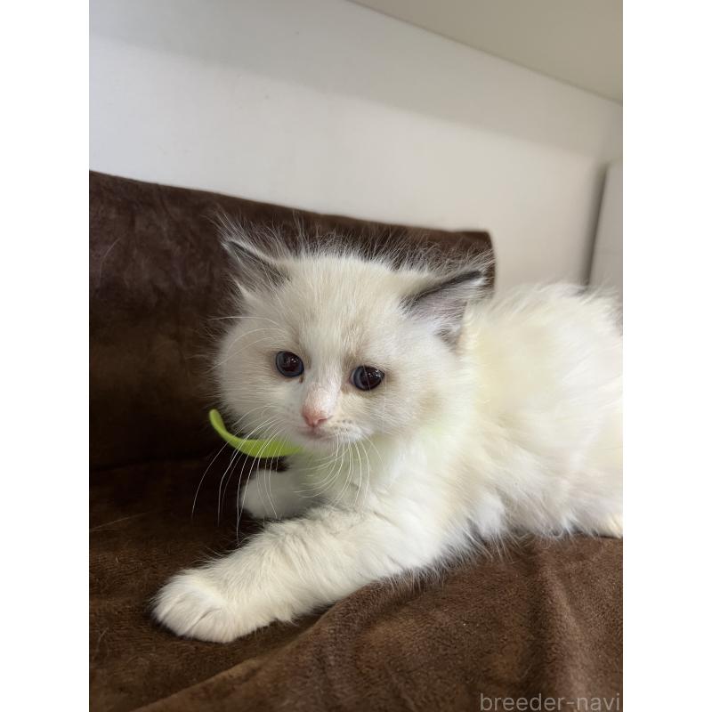 販売中の大阪府のラグドール-132919の5枚目