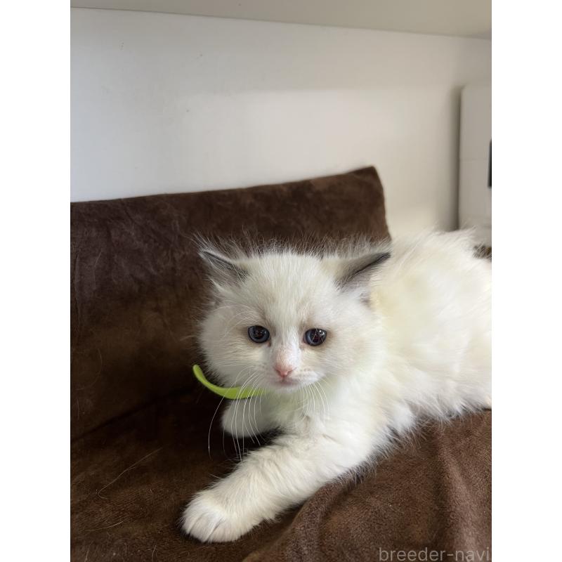 販売中の大阪府のラグドール-132919の4枚目