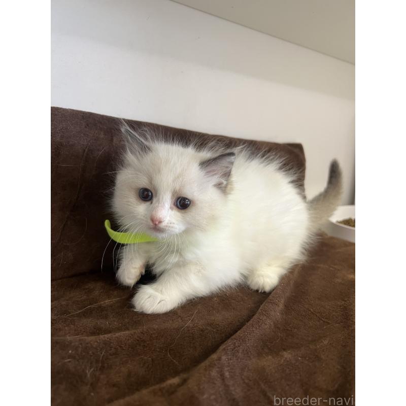 販売中の大阪府のラグドール-132919の3枚目