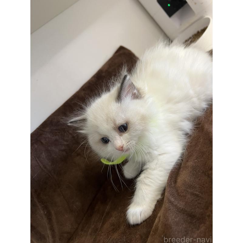 販売中の大阪府のラグドール-132919の2枚目