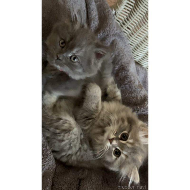 成約済の東京都のサイベリアン-132309の3枚目