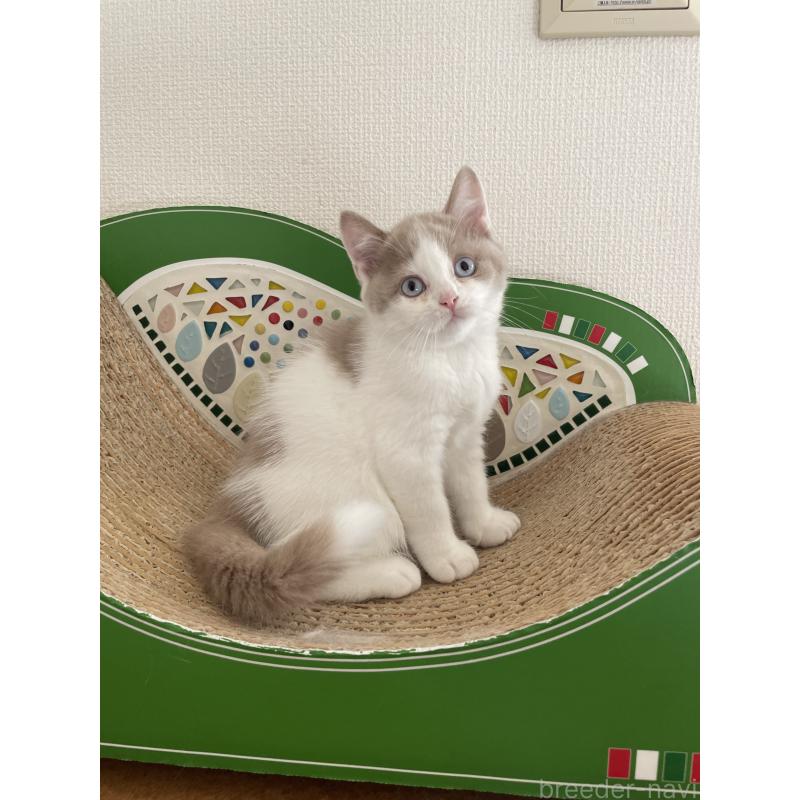 商談中の埼玉県のブリティッシュショートヘア-131838の6枚目