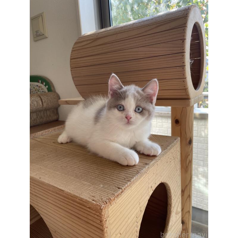 商談中の埼玉県のブリティッシュショートヘア-131838の5枚目