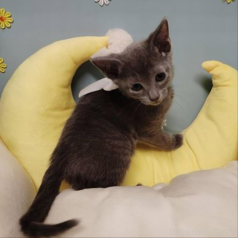 販売中の北海道のロシアンブルー-132924の3枚目