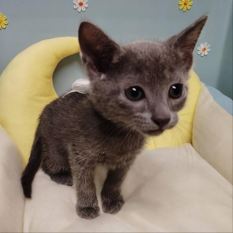 販売中の北海道のロシアンブルー-132924の2枚目