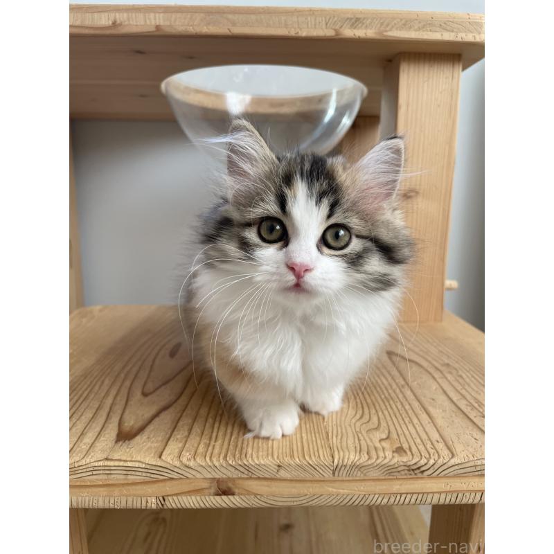 販売中の埼玉県のマンチカン(短足)-131117の10枚目