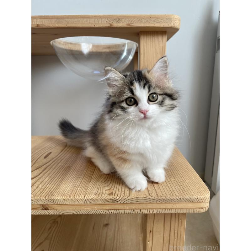 販売中の埼玉県のマンチカン(短足)-131117の9枚目