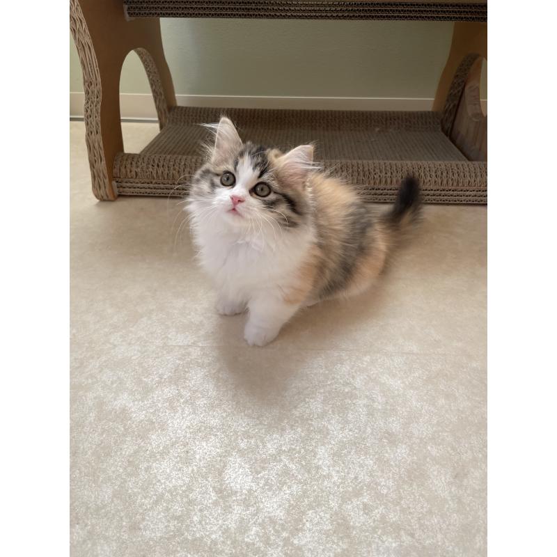 販売中の埼玉県のマンチカン(短足)-131117の8枚目