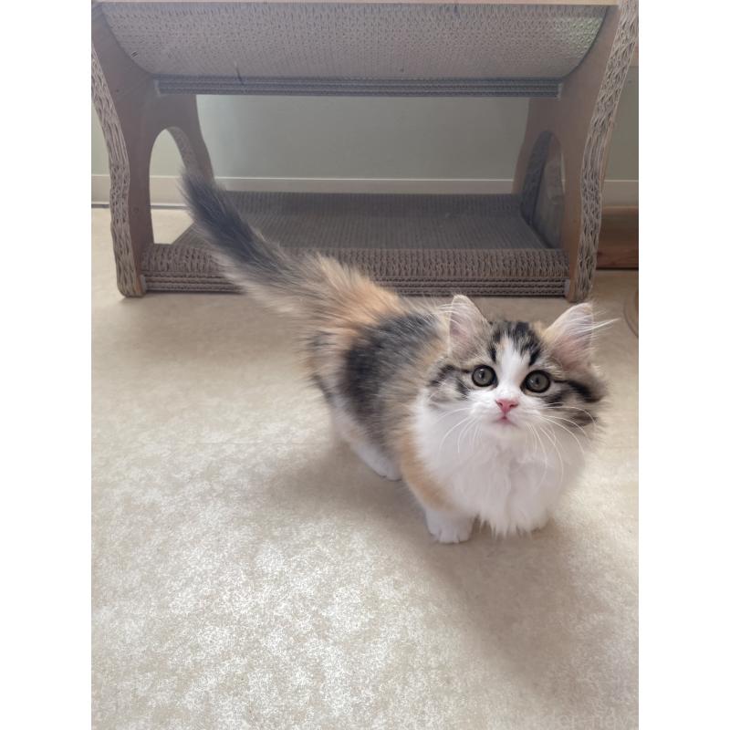 販売中の埼玉県のマンチカン(短足)-131117の7枚目