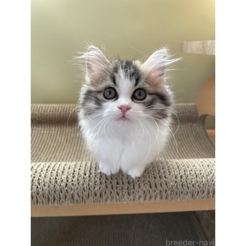 販売中の埼玉県のマンチカン(短足)-131117の6枚目