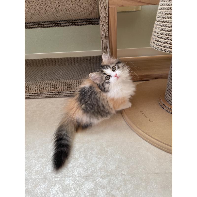 販売中の埼玉県のマンチカン(短足)-131117